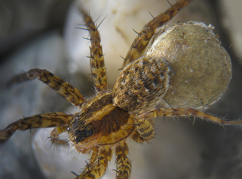 Pardosa sp. - Sumirago (VA)